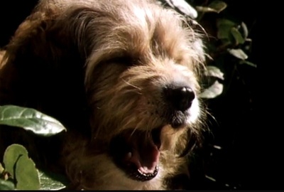 丛林赤子心剧照的剧照