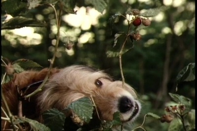 丛林赤子心剧照的剧照