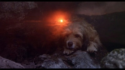 丛林赤子心剧照的剧照