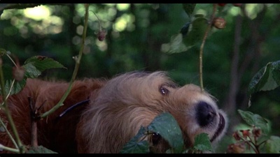 丛林赤子心剧照的剧照