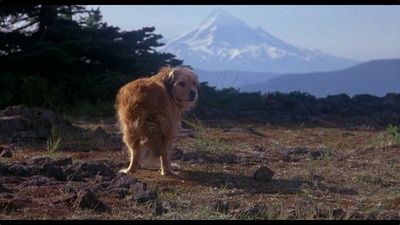 丛林赤子心剧照的剧照