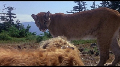 丛林赤子心剧照的剧照