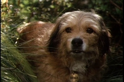 丛林赤子心剧照的剧照