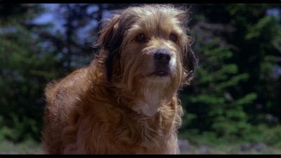 丛林赤子心剧照的剧照