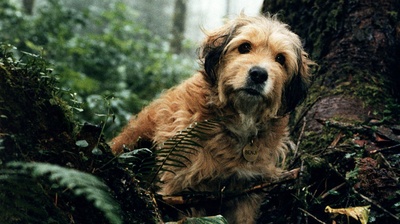 丛林赤子心剧照的剧照