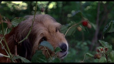 丛林赤子心剧照的剧照