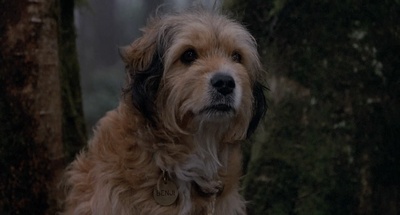 丛林赤子心剧照的剧照