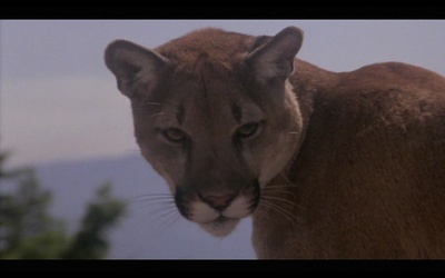 丛林赤子心剧照的剧照