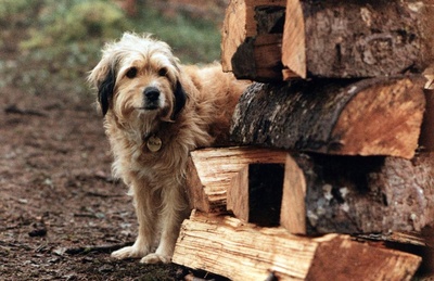 丛林赤子心剧照的剧照