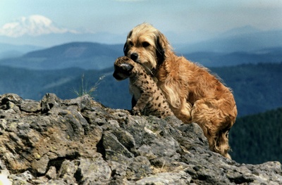 丛林赤子心剧照的剧照