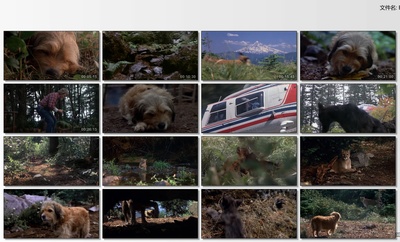 丛林赤子心剧照的剧照