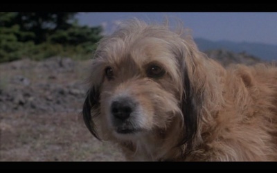 丛林赤子心剧照的剧照