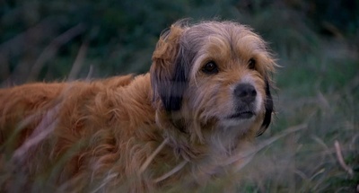 丛林赤子心剧照的剧照