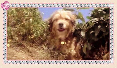 丛林赤子心剧照的剧照