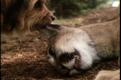 丛林赤子心剧照的剧照