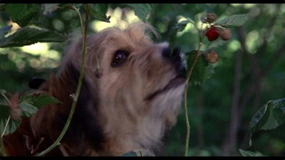 丛林赤子心剧照的剧照