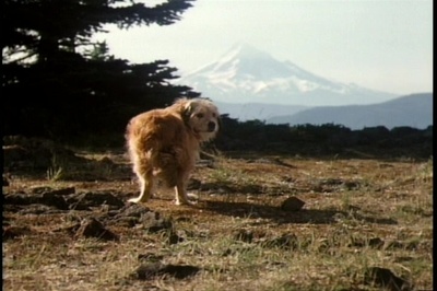 丛林赤子心剧照的剧照