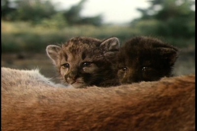 丛林赤子心剧照的剧照