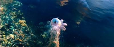 三生三世十里桃花剧照的剧照