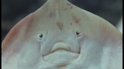 怒海沉尸剧照的剧照