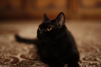 妖猫传剧照的剧照