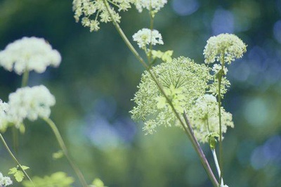 小森林 夏秋篇剧照的剧照