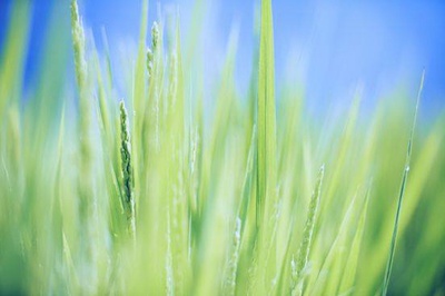 小森林 夏秋篇剧照的剧照