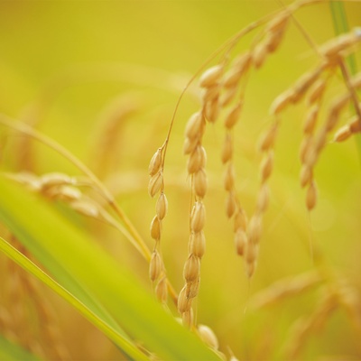 小森林 夏秋篇剧照的剧照