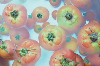 小森林 夏秋篇剧照的剧照