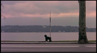 蓝白红三部曲之红剧照的剧照