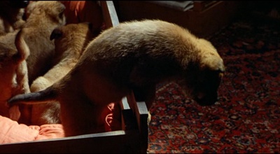 蓝白红三部曲之红剧照的剧照