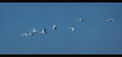 湖上奏鸣曲剧照的剧照