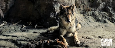 阿尔法：狼伴归途剧照的剧照