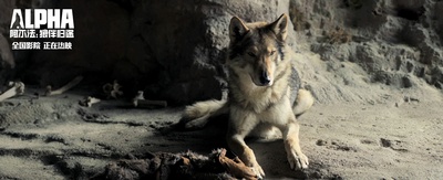 阿尔法：狼伴归途剧照的剧照
