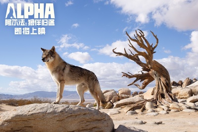 阿尔法：狼伴归途剧照的剧照