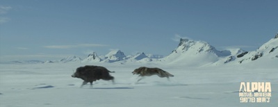 阿尔法：狼伴归途剧照的剧照