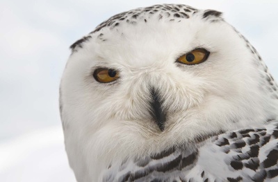 地球四季剧照的剧照