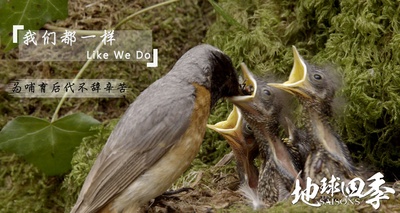 地球四季剧照的剧照