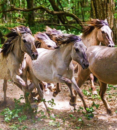 地球四季剧照的剧照