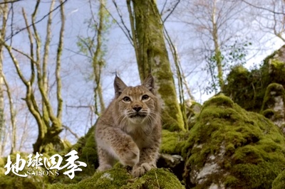 地球四季剧照的剧照