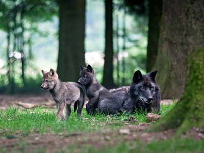 地球四季剧照的剧照