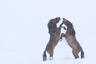 地球四季剧照的剧照