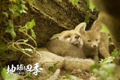 地球四季剧照的剧照