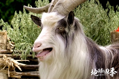 地球四季剧照的剧照