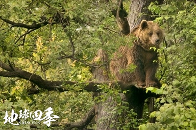 地球四季剧照的剧照