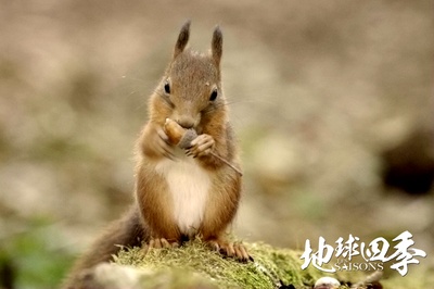 地球四季剧照的剧照
