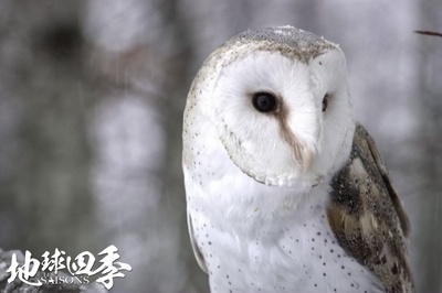 地球四季剧照的剧照