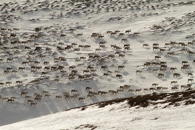 地球四季剧照的剧照