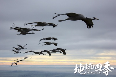 地球四季剧照的剧照