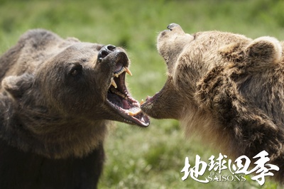 地球四季剧照的剧照